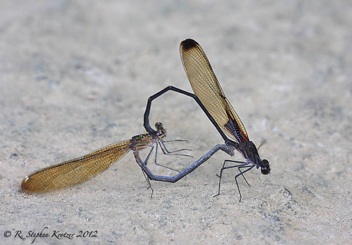 Hetaerina titia, pair